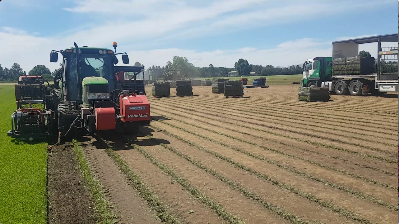 Harvesting DNA Cert Sir Walter, Harvester, Turf rolls, Green Life Turf 