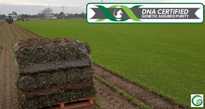 Sir_Walter_DNA_Certified_Harvesting_on_Green_Life_Turf_Farm.png