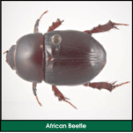 Lawn Grub: African Beetle (Curl Grub Adult)