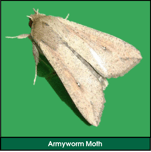 Lawn Grub: Armyworm Moth (Armyworm Adult)