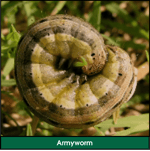 Lawn Grub: Armyworm (Armyworm Moth Larvae)