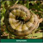 Grubs In Garden Identification - Grub Control: How to get rid of grubs
