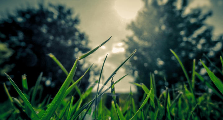 Choosing_the_right_turf_for_your_landscape.png