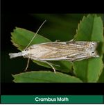 Lawn Grub: Crambus Moth Sod Webworm Adult)