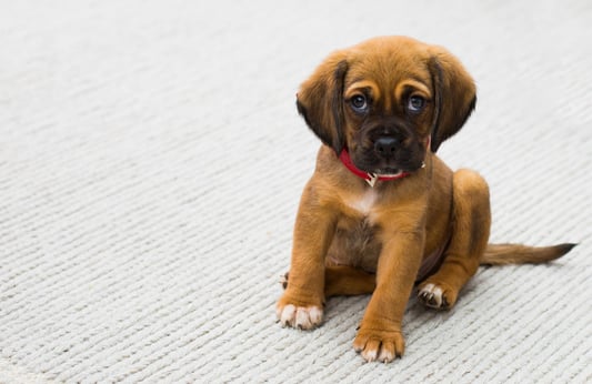 FREE PEX sad puppy dog on carpet.jpeg