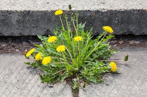 Dandelion (Taraxacum) | Summer Weeds Found in Australia