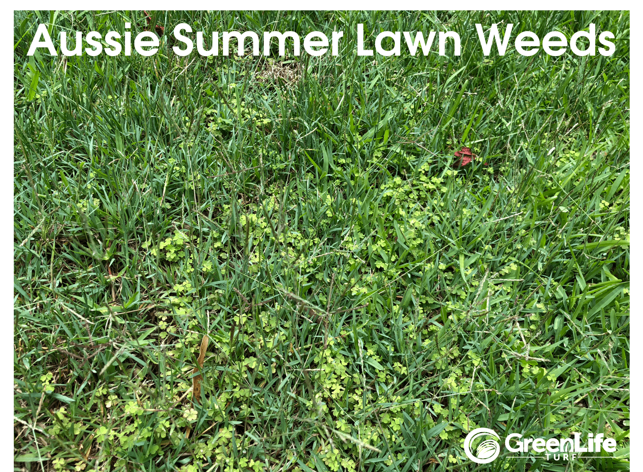 Australian Summer Summer Lawn Weeds (Min)