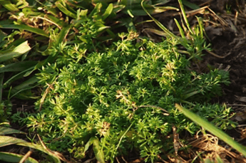 Common Australian Weeds - Bindii