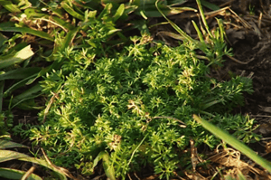 Bindii (Soliva Pterosperma or Soliva Sessilis) | Summer Weeds Found in Australia