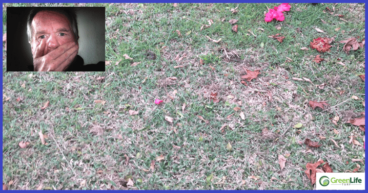 Is Your Lawn Dying Off | Healthy Winter Lawn