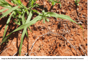 Button Grass (Cactyloctenium Radulans) | Summer Weeds Found in Australia