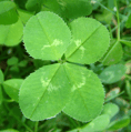 (Not so!) Common Australian Weed - Four Leaf Clover