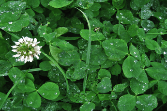 Common Australian Weeds - Clover