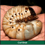 Lawn Grub: Curl Grub (African Beetle Larvae)