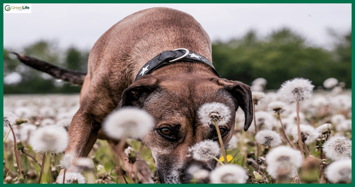 GLT Field of Wishes & Weeds Dandelions.png