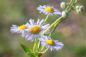 Fleabane (Erigeron) | Summer Weeds Found in Australia