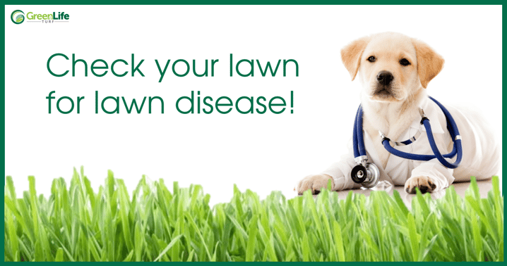 Does your lawn have a lawn disease?