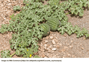 Melons - Paddy melon & Afghan Melon (Cucumis Myriocarpus & Citrullus Lanatus) | Summer Weeds Found in Australia