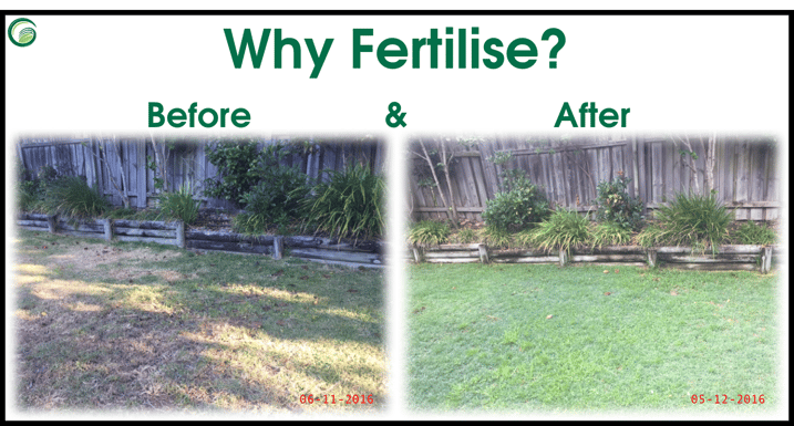 How_often_should_you_fertilise_your_lawn.png