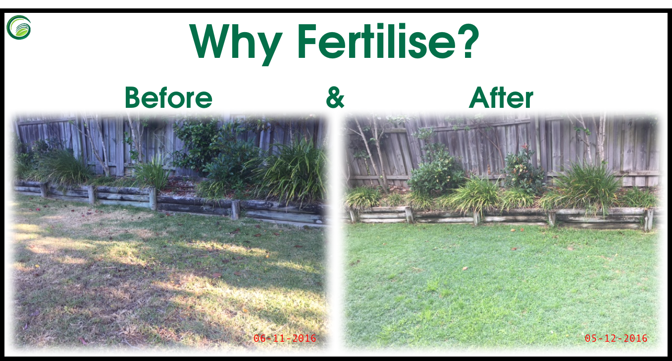 How Often Should You Fertilise Lawn?