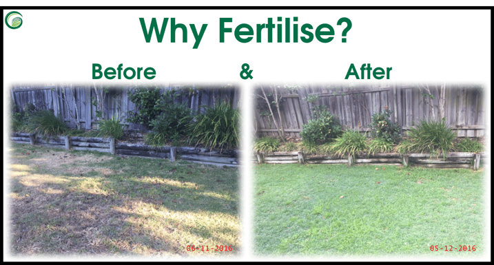 How_often_should_you_fertilise_your_lawn.png