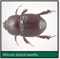 Signs of Lawn Grubs - African black beetle.png