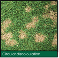 Signs of Lawn Grubs - Circular Discolouration.png