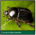 Signs of Lawn Grubs - Cockchafer beetle.png
