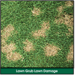 Lawn Grub Infestation Lawn Damage: Yellow, Brown, Dying Spots