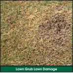 Lawn Grub Infestation Lawn Damage: Yellow, Brown, Dying Spots Spreading