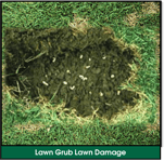 Lawn Grub Infestation Lawn Damage: Spongey, Loose Lawn, Pulls Back Like Carpet