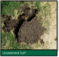 Signs of Lawn Grubs - Loosened Turf.png