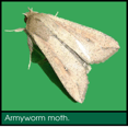 Signs of Lawn Grubs - Armyworm moth.png