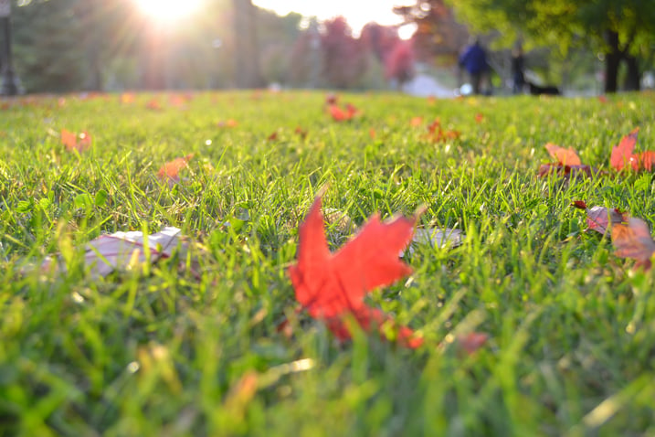 Beautiful autumn grass - free of autumn lawn grubs.jpg