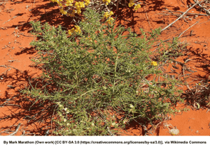 Roly Poly or Tumbleweed (Salsola Australis) | Summer Weeds Found in Australia