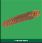 Lawn Grub: Sod Webworm (Crambus Moth Larvae)