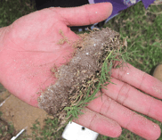 Springtime_Lawn_Care_Tips_Thatch.png