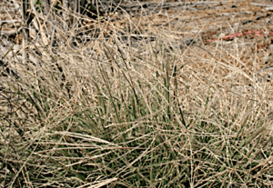 Windmill Grass (Chloris) | Summer Weeds Found in Australia