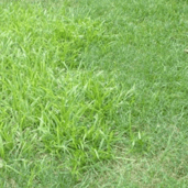 x_Invading_Grass.png