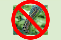 Get Rid of Armyworm