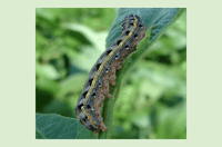 Has Your Lawn Got Armyworm