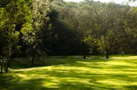 The Most Shade Tolerant Lawn Turf