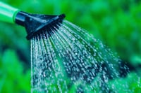 What time of day should I water my lawn?
