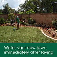 Immediately water your lawn after laying