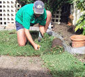 Laying Sir Walgter Buffalo Turf