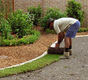 Laying Turf in Milsons Point