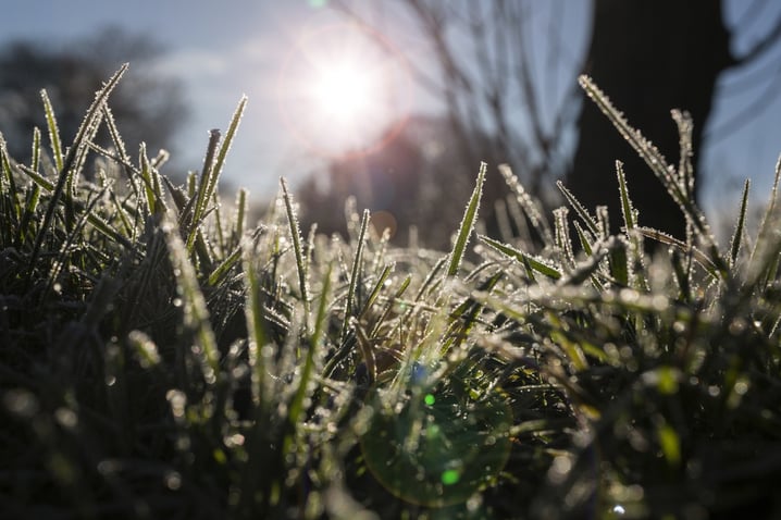 How to care for lawn in winter