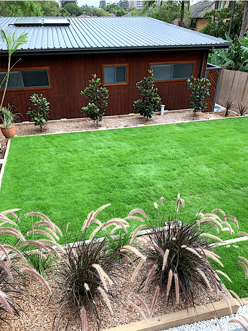 Sir Grange Zoysia Grass - a great family lawn Sir Grange Zoysia Grass - a great family lawn