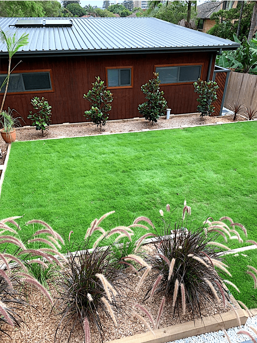 Sir Grange Zoysia Grass - a great family lawn