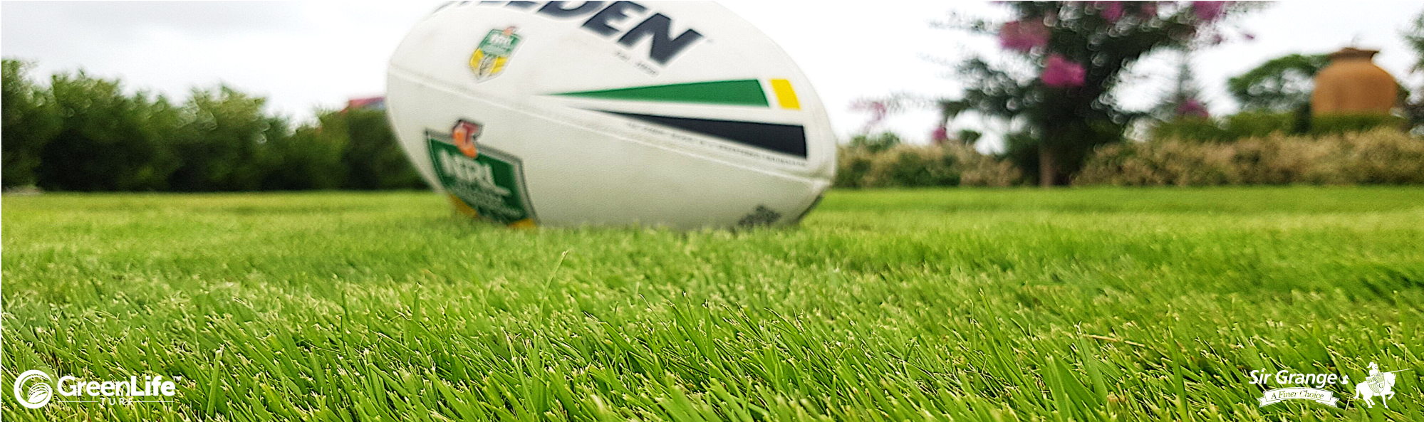 Sir Grange Zoysia Grass - robust for sports! Sir Grange Zoysia Grass - robust for sports!